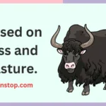 Bull Puns